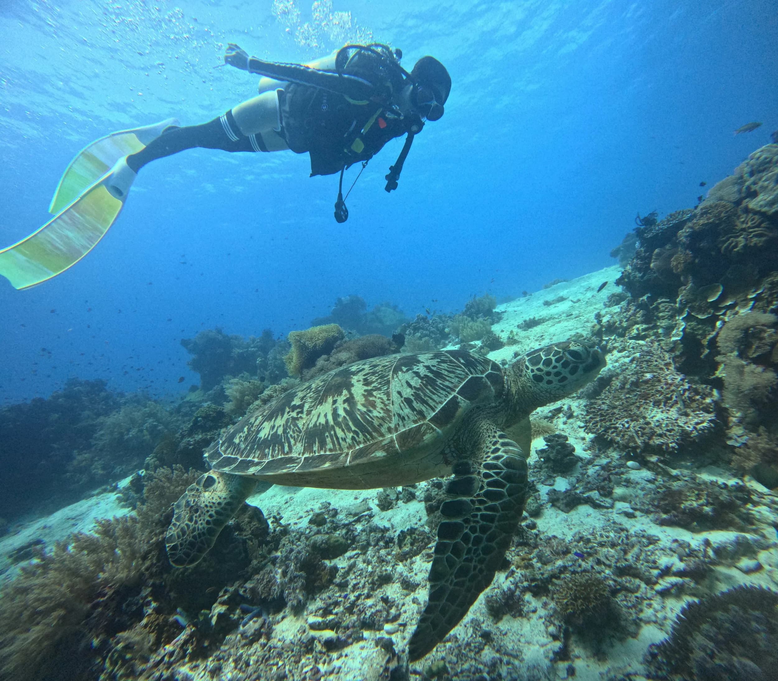 Along the coral